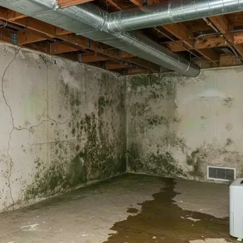 Professional Mold Removal in Royalton, IL